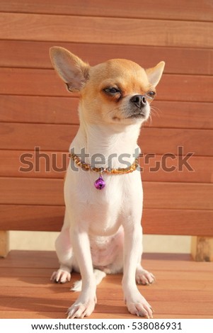 Chihuahua sit on the chair.