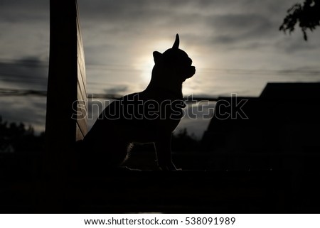 Chihuahua is Silhouette