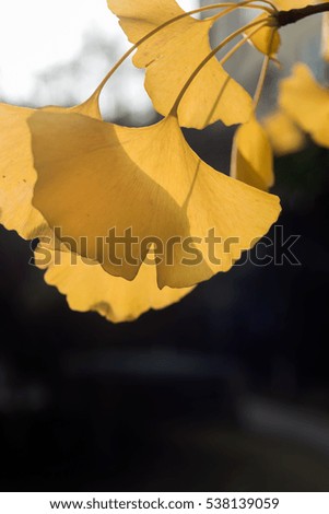 Gingkgo yellow leaves