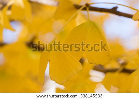 Detail of the yellow leaves of a Ginkgo biloba