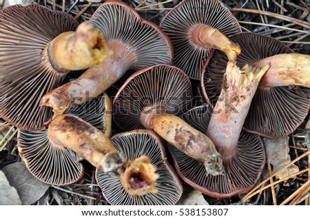 Chroogomphus rutilus, brown mushroom pictured from below so we can see beautiful gills
