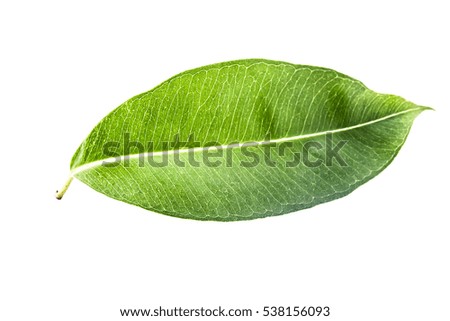 Green leaf on white background,Tropical green leaf,Beautiful