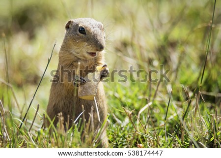 Ground Squirrel (Spermophilus citellus) eats the grass, looking around the neighborhood