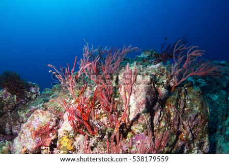 Feather stars and coral reef stone in Andaman sea Thailand  