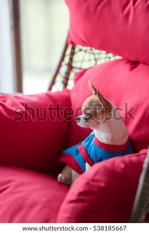 Chihuahua sit on the red sofa.