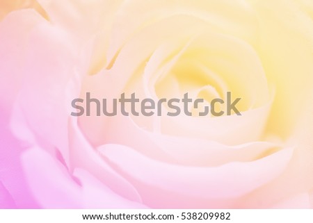 Soft focus abstract blur rose flower in sweet color pink and yellow for background.