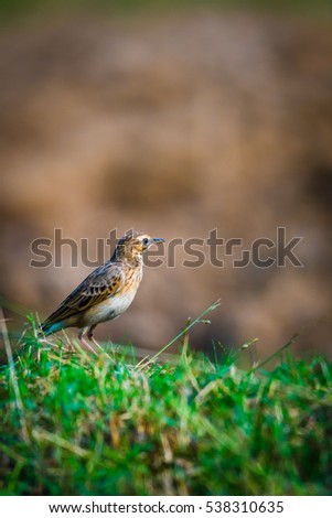 Paddyfield pipit on paddy filed and staring