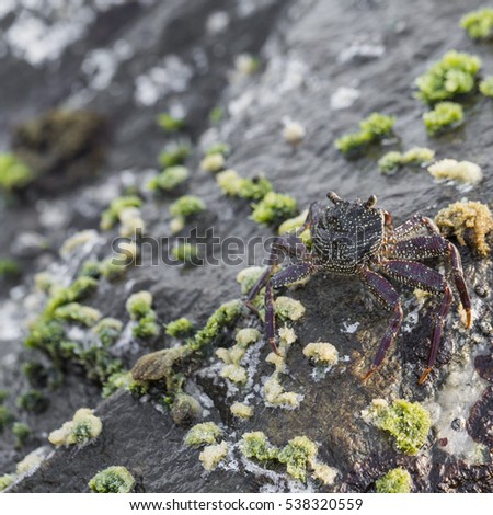 Detail of rocks on a coast. Texture of cliffs with a sea-shell crab. Amazing nature photo.