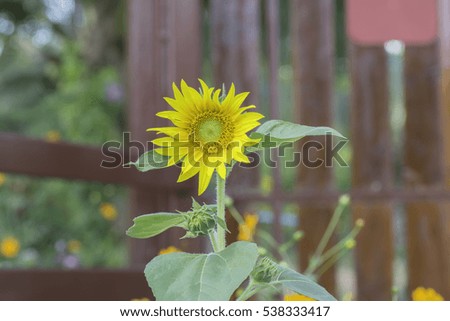 Sunflower front fence