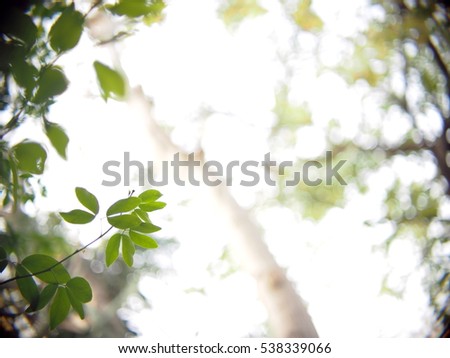 background backdrop picture photo of tropical plant trees with green leaves and brown branches in jungle taken from bottom view with light blue sky selective focus very shallow depth of field