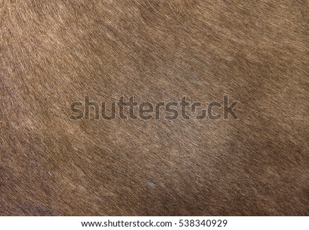 HD picture of horse skin