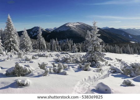 Snow covered fir trees on the background of mountain peaks. Panoramic view of the picturesque snowy winter landscape. Magnificent and silent sunny day.