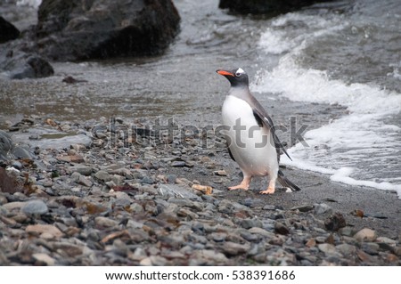 A gentoo penguin, shot near Godthul, South Georgia.