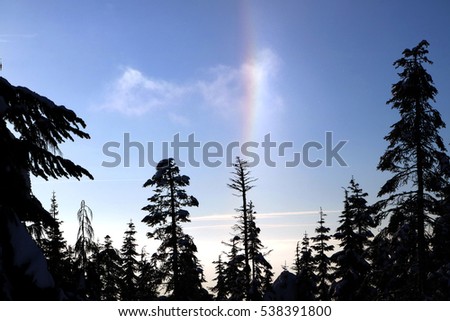 Trees and the rainbow at the Grouse Mountain Vancouver BC in Winter