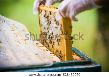 beekeeper collects honey Royalty-Free Stock Photo #538432270