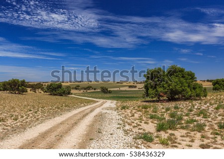 Landscape with perspective of disappearing dirt road over hills, dry grass and clover green Medicago with scattered trees and shrubs near Mening South Australia