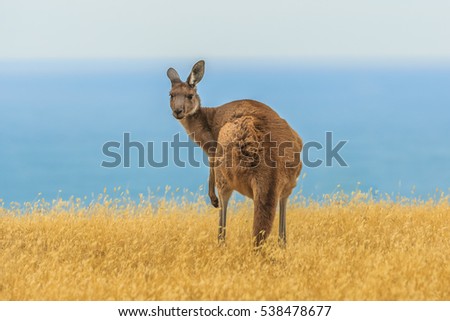 Close up of a Western grey kangaroo on a mountainside along Backstairs Passage in the Deep Creek Conservation Park on the Fleurieu Peninsula, South Australia against a blue sky