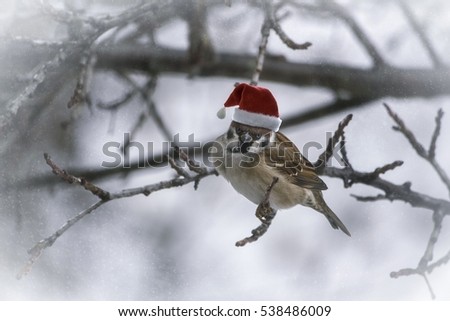 Christmas card with sparrow