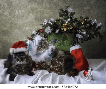 Christmas card with cats