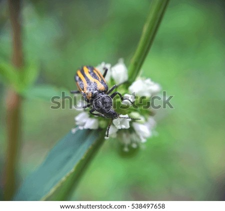 Macro little beetle over the flower