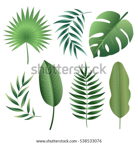 Jungle leaves vector set. Tropical plants
