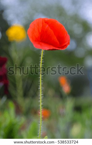 elegant red poppy flower close up