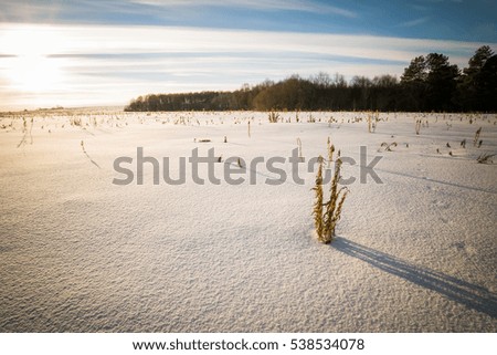 Scene of a beautiful sunset at field covered with snow with trees at winter season
