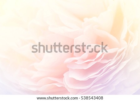 Unfocused blur rose petals, toned, light and heart bokeh background, pastel and soft card