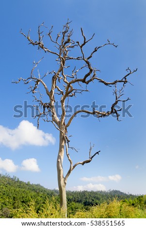 Dried tree with clouds in blue sky background