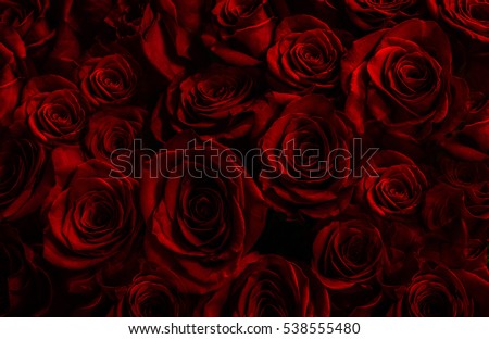 Natural red roses background. greeting card with a luxury roses Royalty-Free Stock Photo #538555480