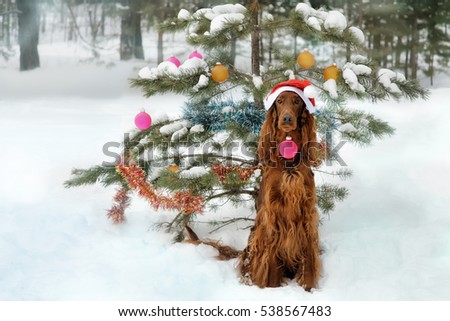 dog dressed as Santa sitting under the Christmas tree in winter forest