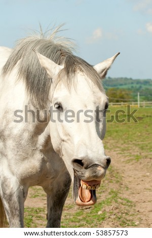 Humorous picture of dapple grey horse sticking his tongue out and pulling a funny face.
