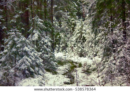 Christmas picture. Christmas card. Snowy spruce forest and romantic style. Happy new year, merry Christmas!
