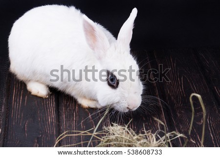 White rabbit and easter eggs on wood desk. Greeting card. Nature background.