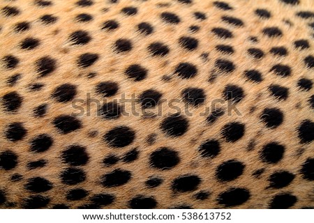 Cheetah just woke up