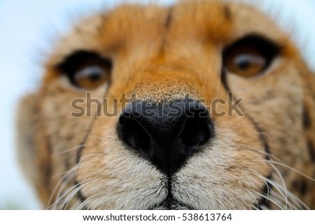 Cheetah nose close up - super macro no.2