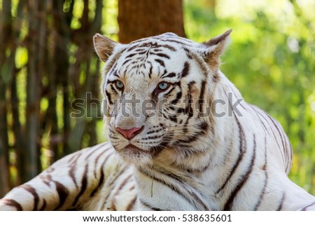 The white tiger is a pigmentation variant of the Bengal tiger, which is reported in the wild from time to time in the Indian states of Assam, West Bengal and Bihar in the Sunderbans region.