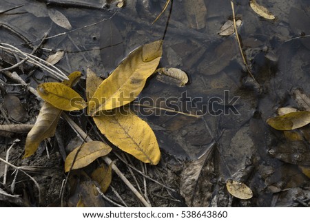 Yellow leaves on water