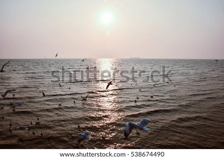 Sunset with seagulls