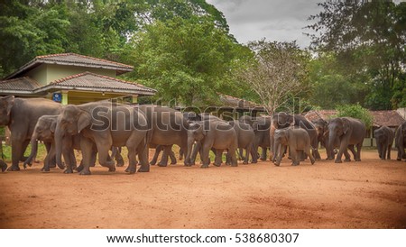 Sri lanka: group of elephants going to drinking and be bathing place in Pinnawala, the largest herd of captive elephants in the world
