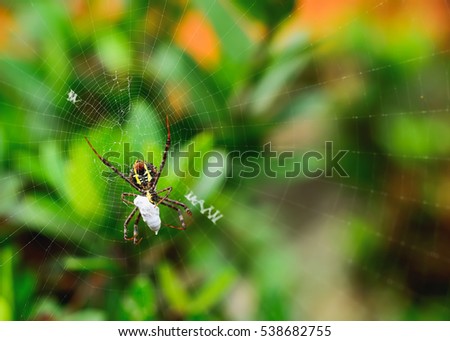 Spider webs are woven to wrap their prey.