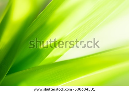 Nature of green leaf in garden at summer. Natural green leaves plants using as spring background cover page environment ecology or greenery wallpaper Royalty-Free Stock Photo #538684501