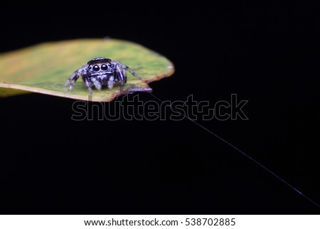 Jumping Spider on the black background. Very Common Spider in Malaysia.