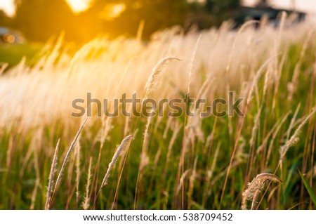 blurred of grass flower in sunrise or sunset In field