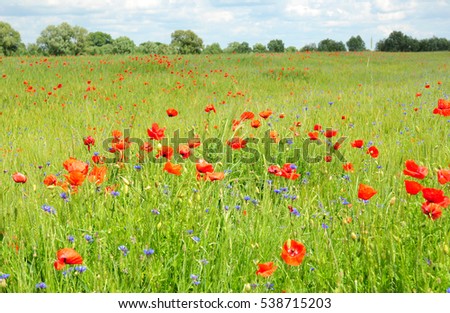Poppy Perennial Flowers. Pictures of poppies flowers. Blooming red poppies flowers with wildflowers meadow. 