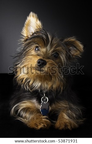 Cute picture of a young Yorkshire Terrier with a darker portrait style background
