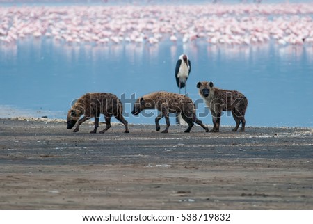 three sad hyena walking on lake shore after an unsuccessful hunt, Kenya