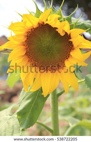 Yellow Sunflower blooming in nature.
