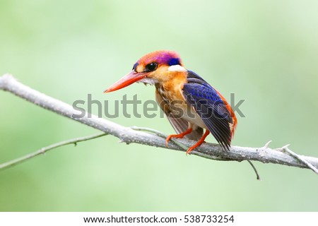 The Oriental Dwarf Kingfisher also known as the Black-backed Kingfisher or Three-toed Kingfisher (Ceyx erithaca) is a species of bird in the Alcedinidae family. it is found in Thailand