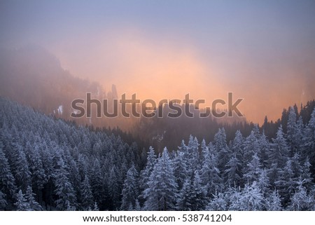 Fantastic winter landscape with dramatic sunrise, fog and snowy fir trees
